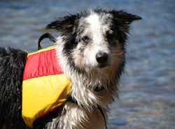 Het belang van hondenzwemvesten: Veiligheid en plezier in het water