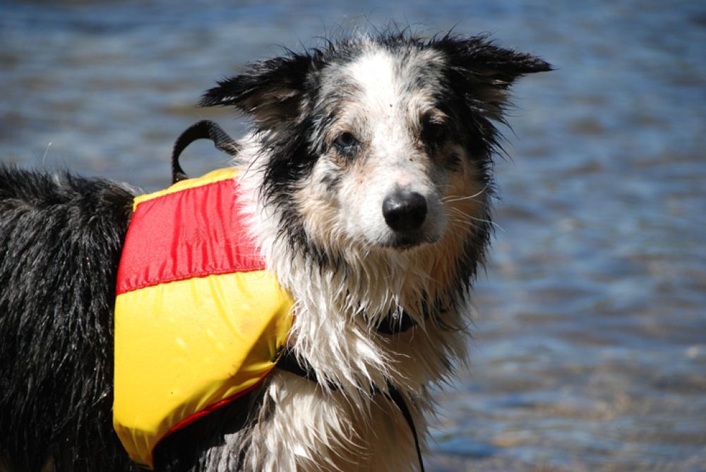 Het belang van een goed hondenzwemvest